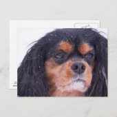 Cavalier King Charles Avec Snowflakes Carte Postal (Devant / Derrière)