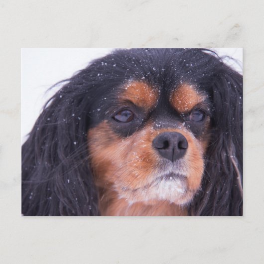 Cavalier King Charles Avec Snowflakes Carte Postal (Devant)
