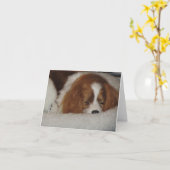 Cavalier King Charles Blenheim Blank Note Kaart (Gele Bloem)