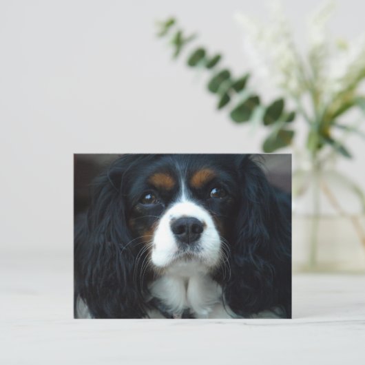 Cavalier King Charles Briefkaart (Staand voorkant)