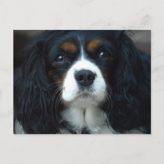 Cavalier King Charles Briefkaart (Voorkant)