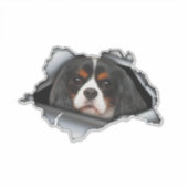 Cavalier King Charles car decal, Cavalier King Sticker (Voorkant)