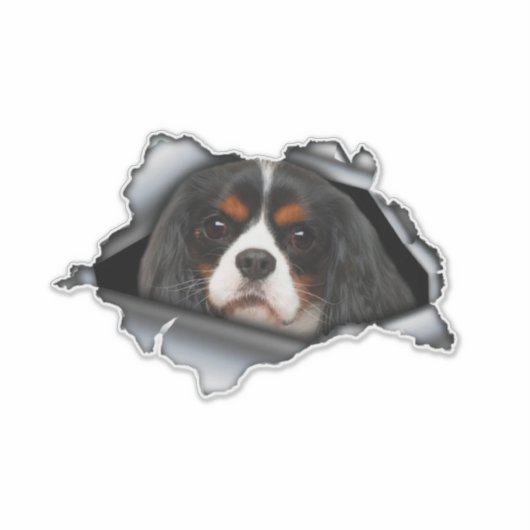 Cavalier King Charles car decal, Cavalier King Sticker (Voorkant)