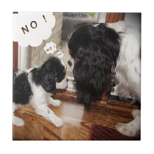 Cavalier King Charles Dad zegt nee Tegeltje (Voorkant)