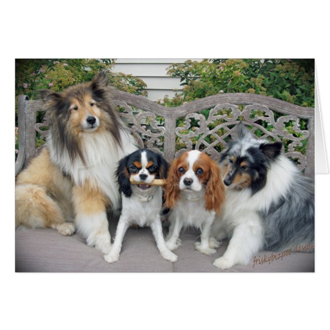 Cavalier King Charles en Shelties (Voorkant Horizontaal)