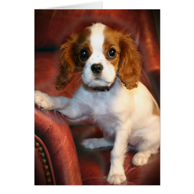 Cavalier King Charles Espagnol cadeaux & vêtements (Devant)