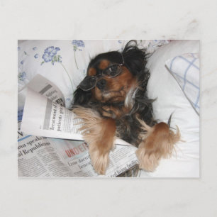 Cavalier King Charles in Bed Reading Newspaper Briefkaart