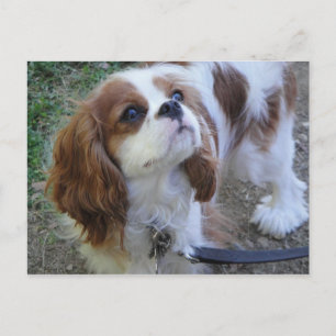 Cavalier King Charles jolie carte postale chien ch