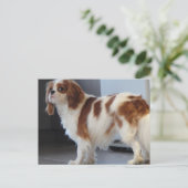 Cavalier King Charles jolie carte postale chien ch (Debout devant)