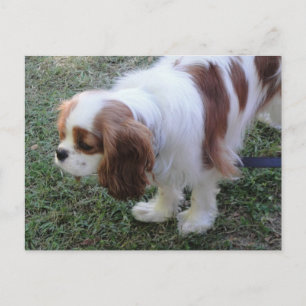 Cavalier King Charles jolie carte postale chien ch
