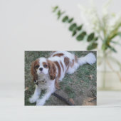 Cavalier King Charles jolie carte postale chien ch (Debout devant)