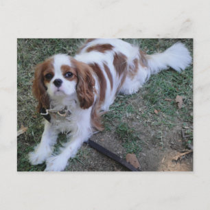 Cavalier King Charles jolie carte postale chien ch