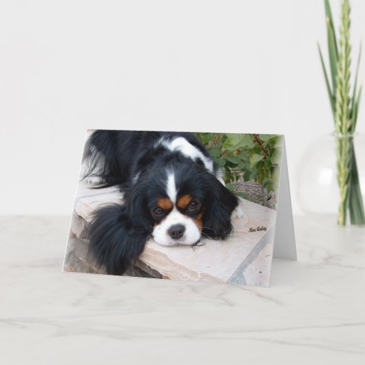 Cavalier King Charles Kaart (Voorkant)