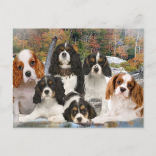 Cavalier King Charles kan niet slechts één cadeau Briefkaart