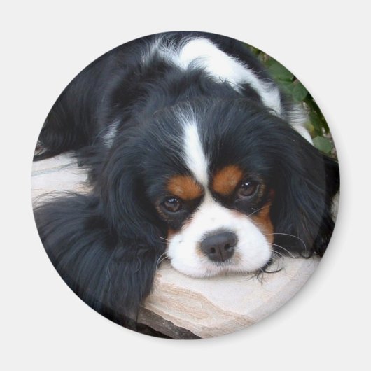 Cavalier King Charles Magneet (Voorkant)