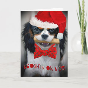 Cavalier King Charles Naughty voor leuke kerstkaar Feestdagen Kaart