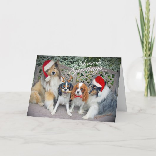 Cavalier King Charles & Shelties Kerst Kaarten (Voorkant)