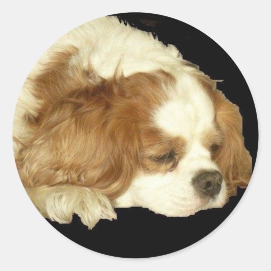 CAVALIER KING CHARLES SLAPEN RONDE STICKER (Voorkant)