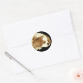 CAVALIER KING CHARLES SLAPEN RONDE STICKER (Envelop)