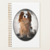 Cavalier King Charles Spaniel (Devant)