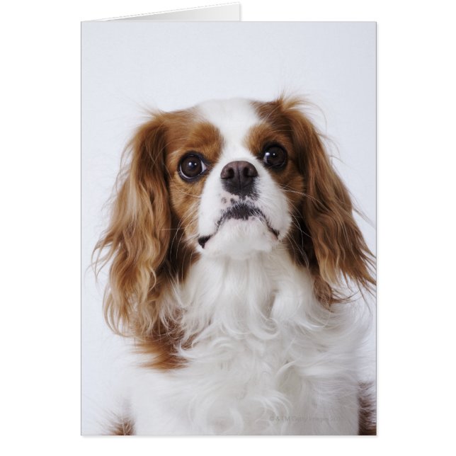 Cavalier King Charles Spaniel (Devant)