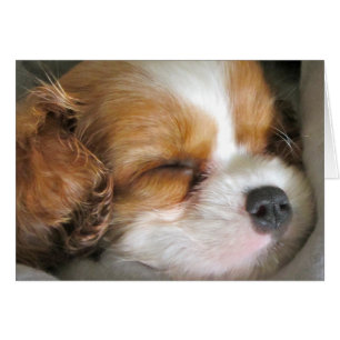 Cavalier King Charles Spaniel