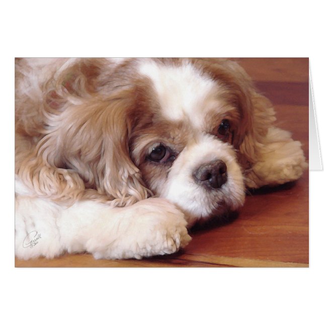 Cavalier King Charles Spaniel (Devant horizontal)