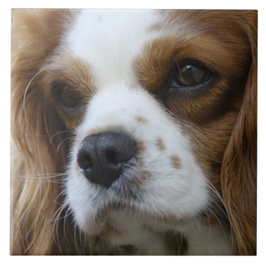 Cavalier King Charles Spaniel 2 Pet Love Tegeltje (Voorkant)