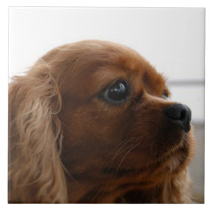 Cavalier King Charles Spaniel 3 Pet Love Tegeltje