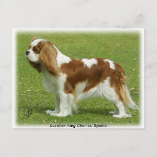 Cavalier King Charles Spaniel 9J001D-06 Briefkaart