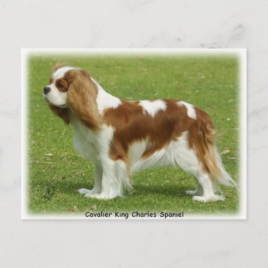 Cavalier King Charles Spaniel 9J001D-06 Briefkaart (Voorkant)