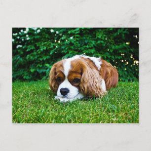 Cavalier King Charles Spaniel Blenheim in Grass Briefkaart