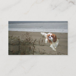 Cavalier King Charles Spaniel Breede Visitekaartje
