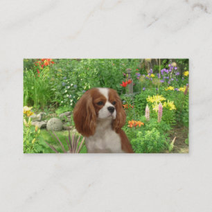 Cavalier King Charles Spaniel Breeder Business Car Visitekaartje