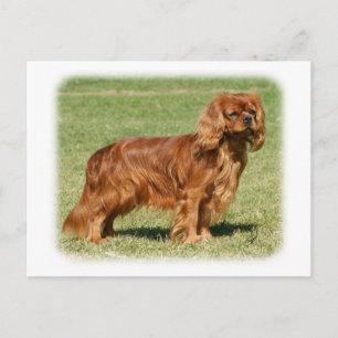 Cavalier King Charles Spaniel Briefkaart