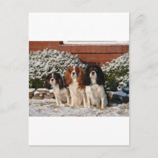 Cavalier King Charles Spaniel Briefkaart