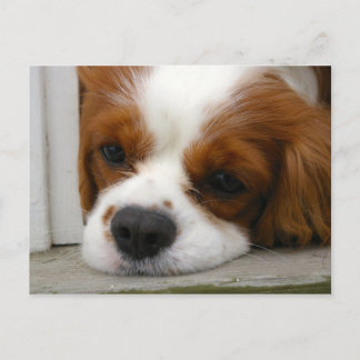 Cavalier King Charles Spaniel Briefkaart