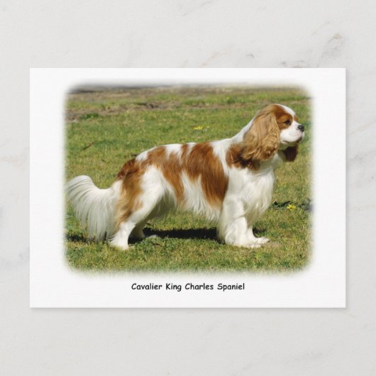 Cavalier King Charles Spaniel Briefkaart (Voorkant)