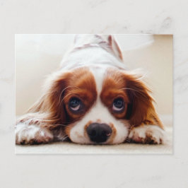 Cavalier King Charles Spaniel Briefkaart