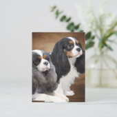 Cavalier King Charles Spaniel Briefkaart (Staand voorkant)