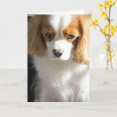 Cavalier King Charles Spaniel Card Kaart (Gele Bloem)