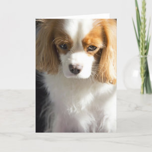 Cavalier King Charles Spaniel Card Kaart