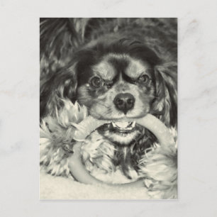 Cavalier King Charles Spaniel Chew Bone Briefkaart