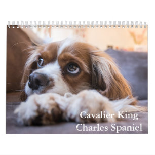 Cavalier King Charles Spaniel Chien Calendrier