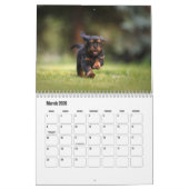 Cavalier King Charles Spaniel Chien Calendrier (Mar 2026)