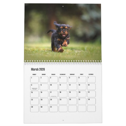 Cavalier King Charles Spaniel Chien Calendrier (Mar 2026)
