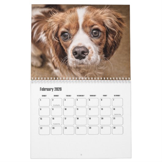 Cavalier King Charles Spaniel Chien Calendrier (Feb 2026)