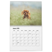 Cavalier King Charles Spaniel Chien Calendrier (Jan 2026)