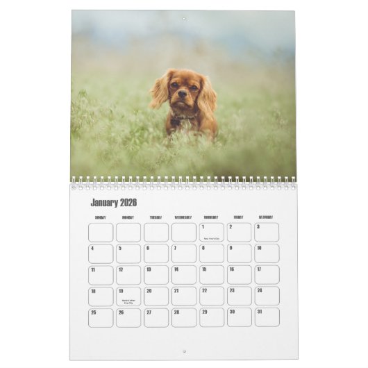 Cavalier King Charles Spaniel Chien Calendrier (Jan 2026)