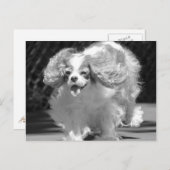 Cavalier King Charles Spaniel Courir Carte Postale (Devant / Derrière)